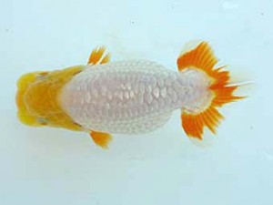 楽友らんちう会　研究会　第一位　木村文夫