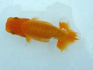 楽友らんちう会　研究会　第四位　高田三郎