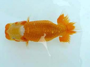 楽友らんちう会　研究会　第五位　目黒康弘