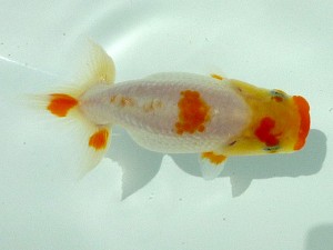 楽友らんちう会　第一回研究会　第三位　森山禎紀