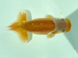 楽友らんちう会　第一回研究会　第四位　稲村俊明