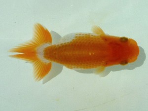 楽友らんちう会　第一回研究会　第五位　木村文夫