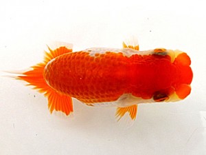 愛魚会　研究会　一位　中村正志