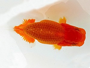 愛魚会　研究会　二位　高田俊昭