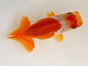 愛魚会　研究会　三位　中村正志