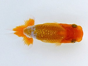 愛魚会　研究会　四位　島　武男