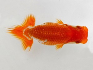 愛魚会　研究会　五位　中村正志