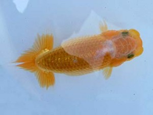 志摩紅鱗会　第一回研究会　東大関　宮脇　洋　松阪市