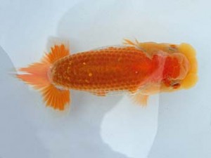 志摩紅鱗会　第一回研究会　西大関　宮脇　洋　松阪市
