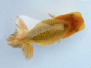 志摩紅鱗会　第一回研究会　取締二　木田　稔　鳥羽市