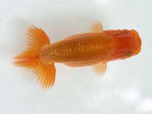 研究会　東大関　竹山幸伸