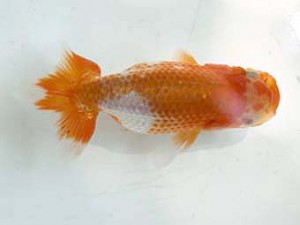 研究会　西大関　齋藤宏典