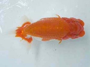 二歳会　東大関　福井秀行