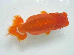 二歳会　西大関　青木和久