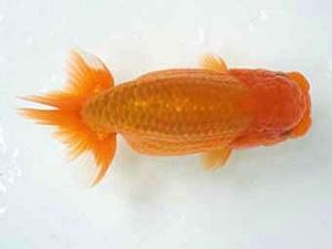 二歳会　立行司　竹山幸伸