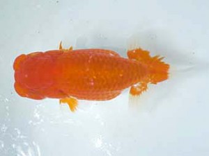 二歳会　東取締　青木和久