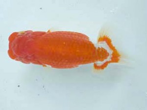 二歳会　西取締　青木和久