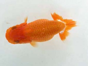 研究会　立行司　齋藤宏典