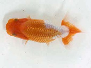 研究会　西取締　尾原　保 