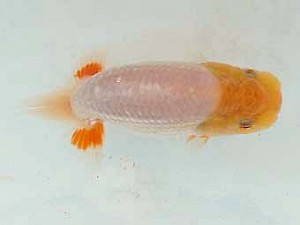 静岡らんちう同好会　研究会　東大関　荻島裕之