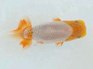 静岡らんちう同好会　研究会　西大関　石田道夫