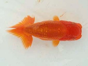 静岡らんちう同好会　研究会　取締一　永瀬智彦