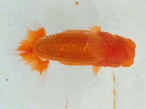 静岡らんちう同好会　研究会　取締二　荻島裕之