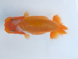 湘南らんちゅう会　第一回研究会　1位　高橋大祐 