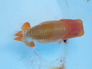 湘南らんちゅう会　第一回研究会　2位　高橋大祐 