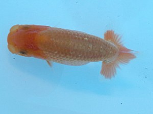 湘南らんちゅう会　第一回研究会　4位　三橋真美