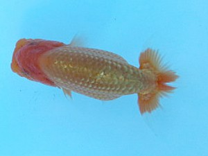 湘南らんちゅう会　第一回研究会　5位　熊澤　誠