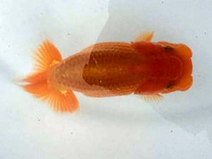 駿河らんちゅう会　東大関　山本光廣