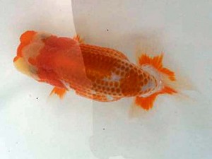 駿河らんちゅう会 東勧進元　田島　貢