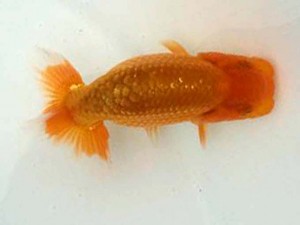 駿河らんちゅう会 西勧進元　小澤忠幸