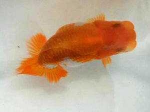 駿河らんちゅう会 行司二　長田守正