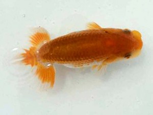 駿河らんちゅう会 行司三　山本光廣