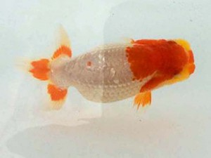 駿河らんちゅう会 東脇行司　吉村友良