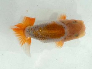 駿河らんちゅう会 西脇行司　加藤浩一郎