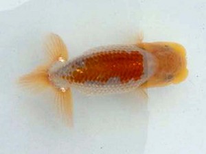 駿河らんちゅう会　立行司　山本光廣