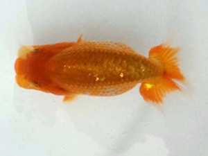 駿河らんちゅう会　西取締　小澤忠幸