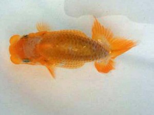 駿河らんちゅう会 東関脇　長田守正