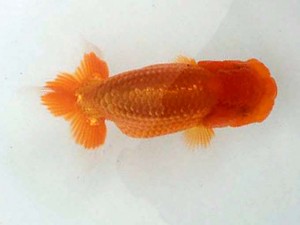 駿河らんちゅう会 東小結　山本光廣