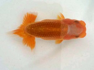 駿河らんちゅう会 西小結　山本光廣