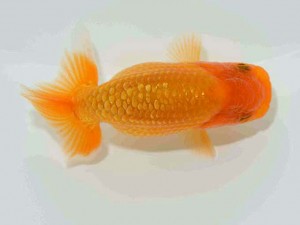 研究会　特選2　須田友一郎