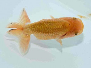 研究会　特選5　一戸勇三