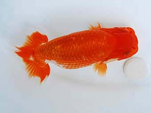 徳島愛錦会　東大関　好川幹夫　香川