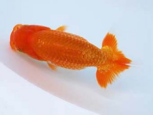 徳島愛錦会　東取締　竹居正成　香川