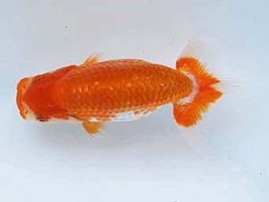 徳島愛錦会　西取締　柏野正彦　岡山