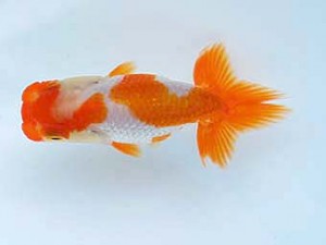 徳島愛錦会　立行司　藤原博文　徳島