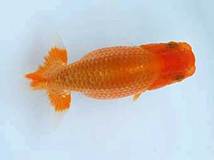 徳島愛錦会　東取締　細川隆憲　香川